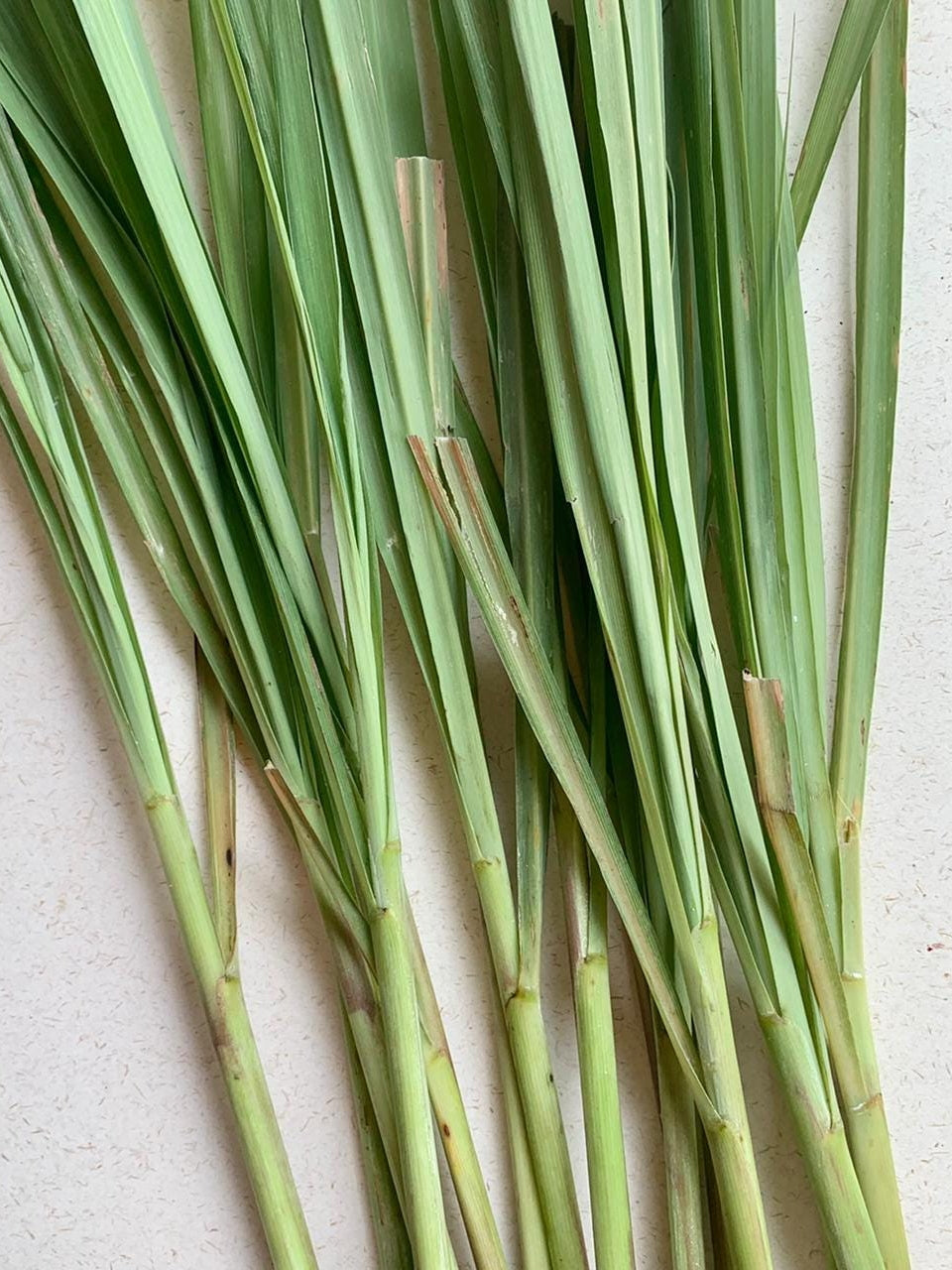 Lemongrass