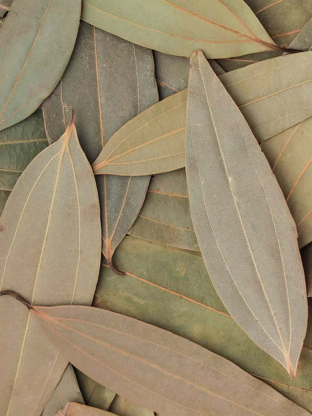 Taiz Pata ( تیز پتہ)